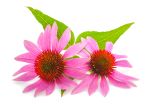 echinacea for dogs